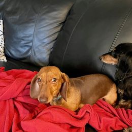 Penny - Dachshund