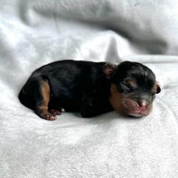 Spock - Black and tan male Cavalier King Charles Spaniel puppy in Festus, Missouri from Team Turner Cavalier King Charles Spaniels