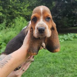 The Great Gazoo - Black brown and white male Basset Hound puppy in Pleasant Lake, Michigan from Pleasant Bay Basset Hounds