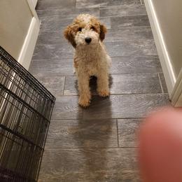 Poodle All Grown Up from Crimson Ridge Poodles