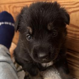 Fuschia Girl - Black and red female German Shepherd puppy in Rolesville, North Carolina from Ransomshire Shepherds