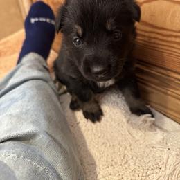 Fuschia Girl - Black and red female German Shepherd puppy in Rolesville, North Carolina from Ransomshire Shepherds