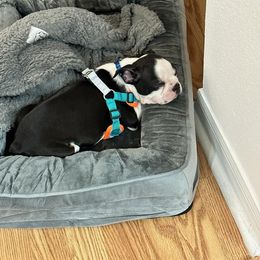 Boston Terrier Puppies from I Love Pups