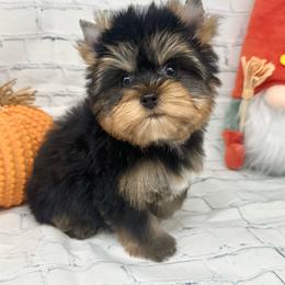 Boy 1 - Black and tan male Yorkshire Terrier puppy in Smithville, Oklahoma from Bristy’s Pampered Pups
