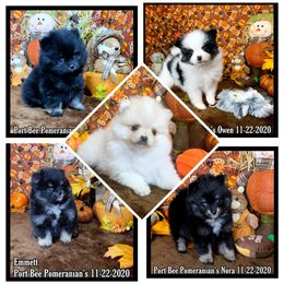 Pomeranian Puppies from Port Bee Pomeranian’s