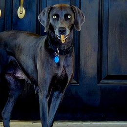 Daisy - Weimaraner