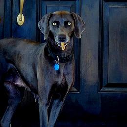 Daisy - Weimaraner