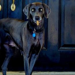 Daisy - Weimaraner