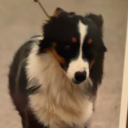 "Lu" - Australian Shepherd