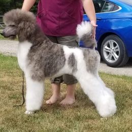 Poodle Puppies from Indigo Standard Poodles
