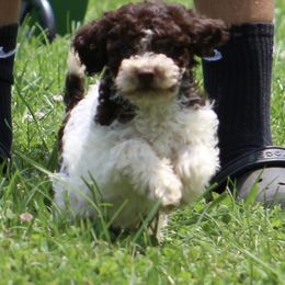 Gambler - Brown roan male Lagotto Romagnolo puppy in Guilford County, North Carolina from Explicit Kennel