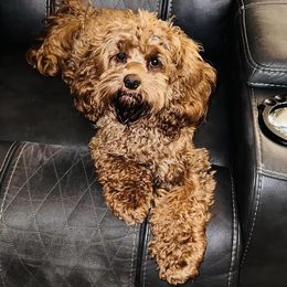 Sophie - Cockapoo