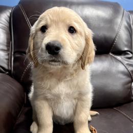 Golden Retriever Puppies from Renko Kennel