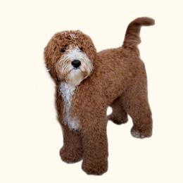 Zoë - Goldendoodle