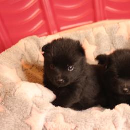 Schipperke Puppies from Walking Hart Schipperkes