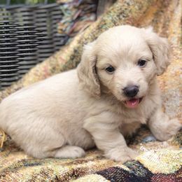 Dachshunds from Presley's Hounds and Farm