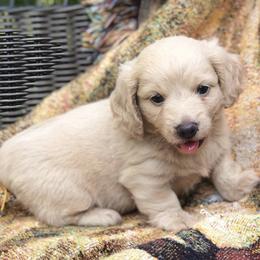 Dachshunds from Presley's Hounds and Farm