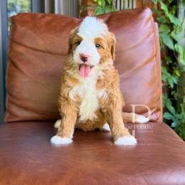 Indy - Red female Bernedoodle puppy in Tulsa, Oklahoma from The Poodle Co. Raising Doodles & Poodles