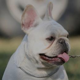 Riot - French Bulldog