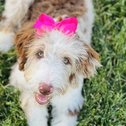 Coco - Aussiedoodle