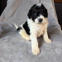 Licorice (green collar) - Parti male Goldendoodle puppy in Lowville, New York from Adirondack Goldendoodles