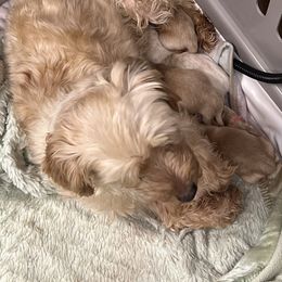 Layla - Morkie