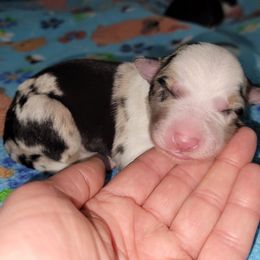 Onyx - Blue merle male Border Collie puppy in Morgan, Texas from Shooting Star Ranch