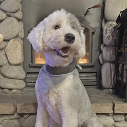 Old English Sheepdogs and Sheepadoodles from Narrow Path Old English & Sheepadoodles