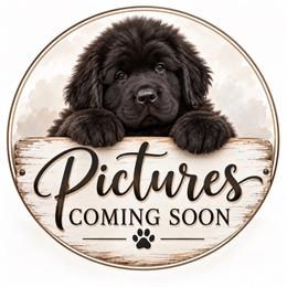 Boy 1 - Black male Newfoundland puppy in Nevis, Minnesota from Faithful Acres Newfs