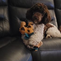 Goldendoodles from Channys Doodles