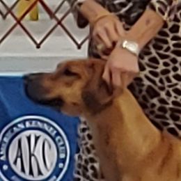 Lily - Rhodesian Ridgeback