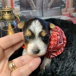Boy 1 ( 1400) - Parti male Yorkshire Terrier puppy in Douglas, Georgia from Southern Georgia Yorkies and biewers