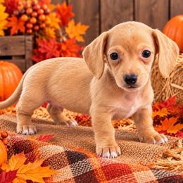 Sullivan - Red male Dachshund puppy in Industry, Illinois from KDKs Kennels