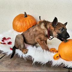 Belgian Laekenois Puppies from Cal Curly Coats Belgian Laekenois