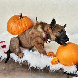 Belgian Laekenois Puppies from Cal Curly Coats Belgian Laekenois