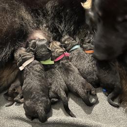 German Shepherd Puppies from FuryHaus German Shepherds