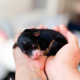 Tinsel-Christmas litter - Tri-color female Bernedoodle puppy in Ontario, California from Teddy Doodles & Standard Poodles