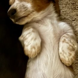 Dachshund Puppies from Little Kisses Doxies