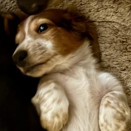 Dachshund Puppies from Little Kisses Doxies
