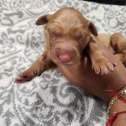Maya - Golden female Golden Retriever puppy in Milwaukee, Wisconsin from Pedigree Golden Retrievers