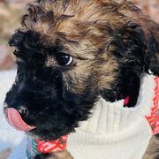 Girl 1 - Wheaten Whoodle puppy in Knoxville, Tennessee from Fleury Farm Doodles TN
