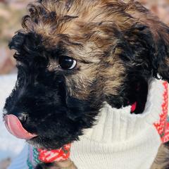 Girl 1 - Wheaten Whoodle puppy in Knoxville, Tennessee from Fleury Farm Doodles TN