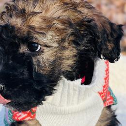 Girl 1 - Wheaten Whoodle puppy in Knoxville, Tennessee from Fleury Farm Doodles TN