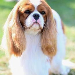 Champion Christopher - Cavalier King Charles Spaniel