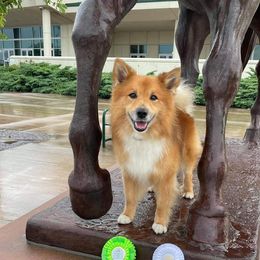 Icelandic Sheepdogs from 4Leaf Kennel