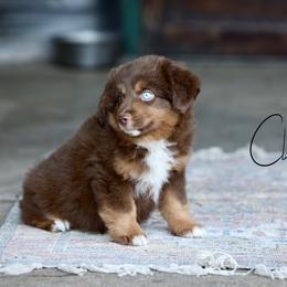 Solar - Red tri male Toy Australian Shepherd puppy in Prague, Oklahoma from Clay Creek Aussies