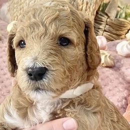 Poodles from Happy Hill Poodle