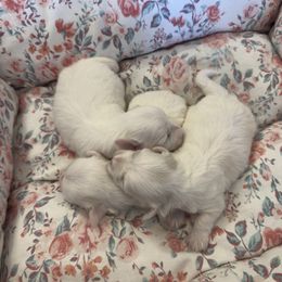 Coton de Tulear Puppies from Young at Heart Cotons