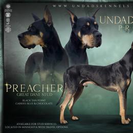 Preacher - Great Dane