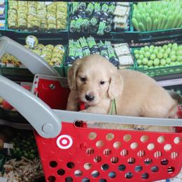 Theodore - Cream male Dachshund puppy in Pace, Florida from Shoebox Doxie’s